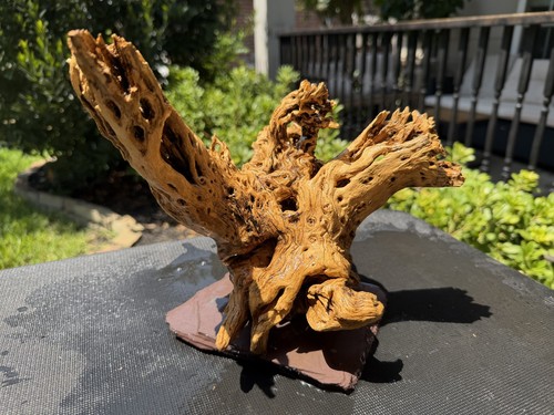 Cholla driftwood acquari pesci - acquari,