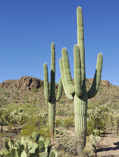 Succulent Cactus Giant Cereus