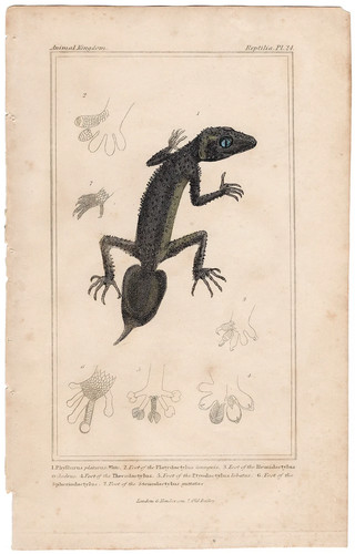 Cuvier regno animale - cuvier,