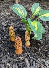 FUNGHI MORALI IN LEGNO