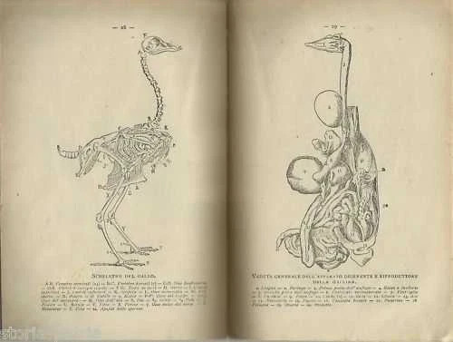 ZOOTECNIA_ALLEVAMENTI_AVICOLTU