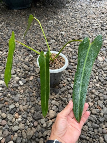 Philodendron spiritus sancti - philodendron,