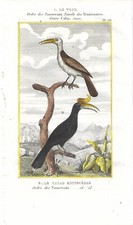 Stampa antica UCCELLI BUCERETTO e BUCERO RINOCERONTE Buffon 1835 Antique print