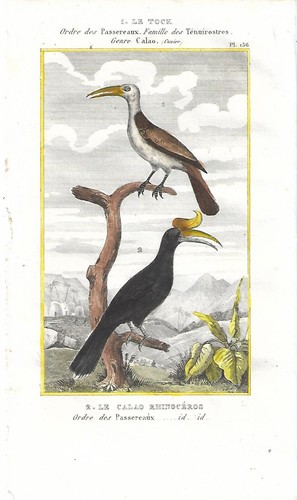 Stampa antica uccelli - stampa,