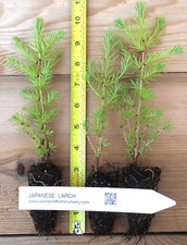 3 Japanese Larch (Larix