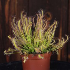 PIANTA CARNIVORA - DROSERA