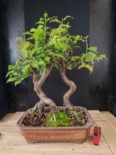 bonsai di bosco prunus mume h