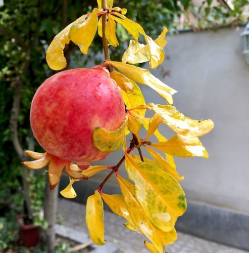 Semi melograno giava - melograno, di