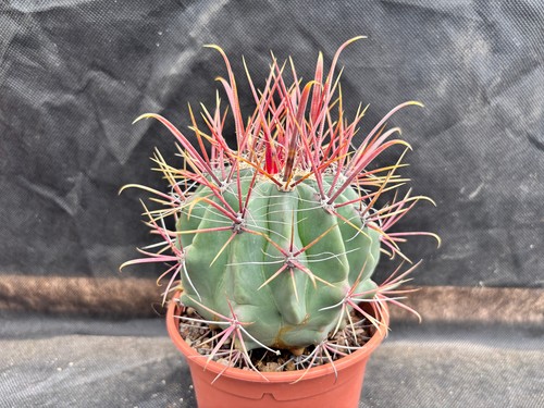 Ferocactus viscainensis - ferocactus,