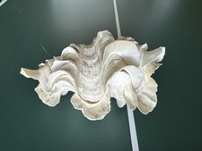 Tridacna Squamosa 14 Cm Circa