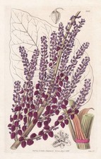 Rheum Emodi Himalaya Fiore