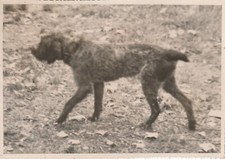 B5 - Foto Photo Fotografia Anni 50 - Cane Segugio