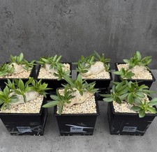 Pachypodium brevicaule (Apocynaceae) - Madagascar, Caudex