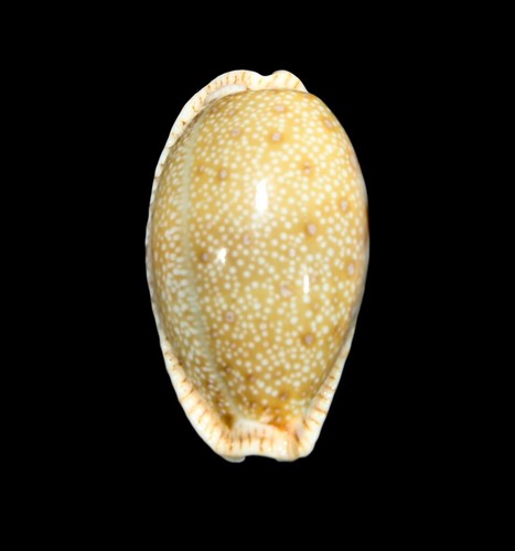 Conchiglia cypraea erosa - cypraea,