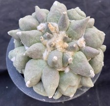 Raro Ariocarpus fis var