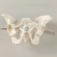 Modello di bacino femminile