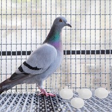  10 Pcs Uova Di Plastica Finte