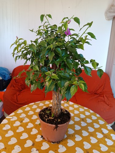 Bouganvillea bonsai vaso - bouganvillea,