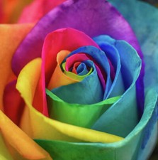 ROSA ARCOBALENO / RAINBOW