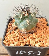 Turbinicarpus gielsdorfiana