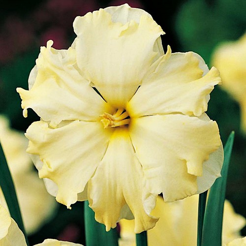 Narcisi bulbi fiori cipolle - fiori,