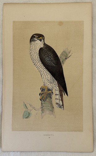 Goshawk astore morris uccelli - astore,