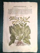 MATTIOLI MATTHIOLI Erbario a figure grandi originale del 1604 BIETOLA BIANCA