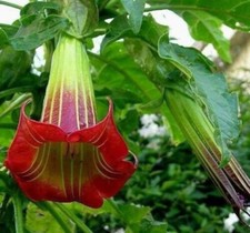 7 semi di brugmansia suaveolens ROSSO - trombone d'angelo
