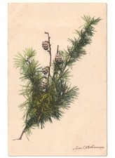 Primi '900 antica cartolina natalizia ramo di abete pigne Photo Kunstdruck