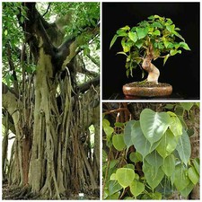 50 graines de Ficus religiosa, graines bonsaï F