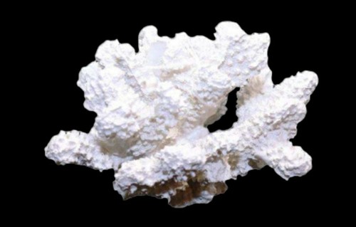 Madrepora corallo bianco - corallo,