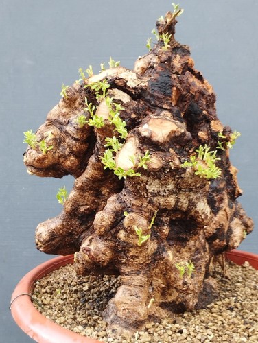 Bonsai olivastro 47x40 in - 47x40,