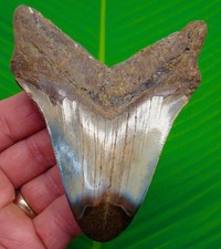 Dente squalo megalodonte - dente, di