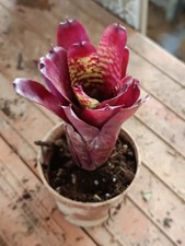 Neoregelia pheasant planta - neoregelia,