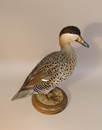 Taxidermy cabinet de - taxidermy,,