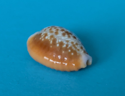 Cypraea helvola 8 - cypraea, 16,8