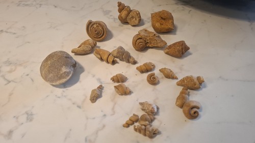 Lotto conchiglie fossili - lotto, di