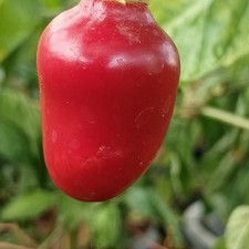 Rocoto Ecuadorian Devil Red 