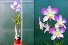 Dendrobium Aridang Blue, orchidée, Orchid