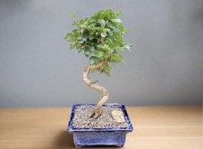Bonsai USA Freeship
