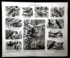 1897 ANTIC STAMPA LITOGRAFICA:UCCELLI CANTERINI Tav I. VARIE TIPOLOGIE.Brockhaus