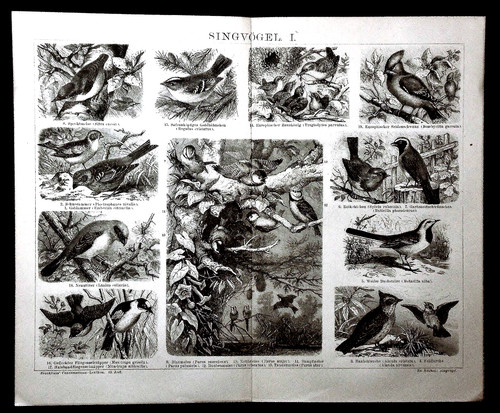 1897 antic stampa - 1897,
