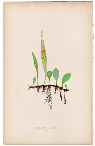 Antica stampa botanica - , 1872