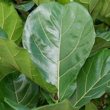 1 PIANTA DI FICUS LYRATA 17CM