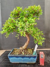 Bonsai olmo cinese 38 - bonsai,