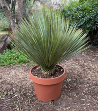 YUCCA ROSTRATA - PIANTA DA
