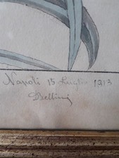 Dipinto Antico Quadro Napoli Botanico Erbario Disegno Originale Bellini 1913 