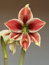 Hippeastrum LPn3 X Tarantula -