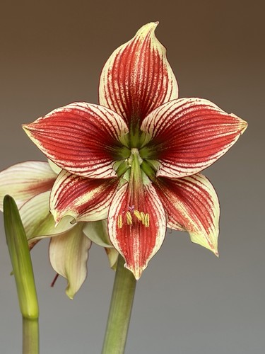 Hippeastrum lpn3 tarantula - hippeastrum,