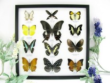 12 farfalle vere, imbottite, bellissime in vetrina - pezzo unico - A-12-hel-08